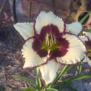 Meet your Posher, Roberta